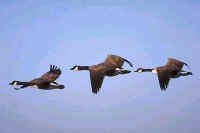 Canada Geese