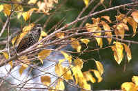 European Starling, winter