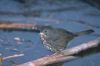 Fox Sparrow, west