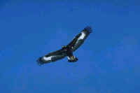 Golden Eagle, immature