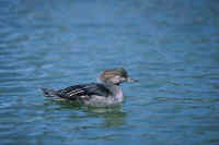 Hooded Merganser, female