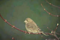 House Finch, female