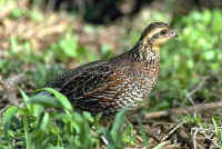 Northern Bobwhite, female