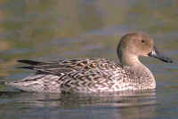 Northern Pintail, female