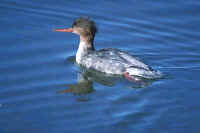 Red-breasted Merganser, female