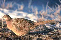 Ring-necked Pheasant, female