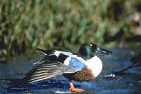 Northern Shoveler, male