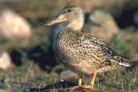 Northern Shoveler, female at water's edge