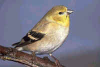 American Goldfinch, female