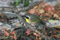 Common Yellowthroat, male