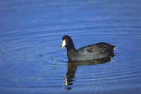 American Wigeon, female