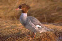 Common Merganser, female