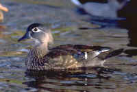 Wood Duck, female adult