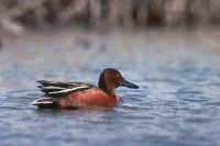 Cinnamon Teal, male