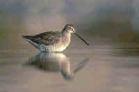 Long-billed Dowitcher