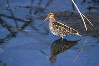 Common Snipe