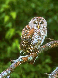 Barred Owl