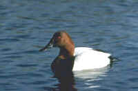 Canvasback, male