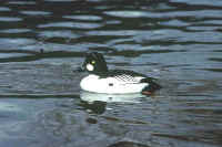 Common Goldeneye, male