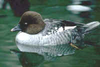 Common Goldeneye, female adult