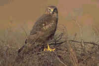 Northern Harrier, female adult