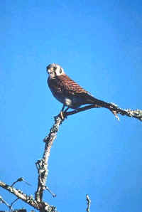 American Kestrel, female