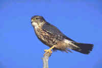 Merlin, male