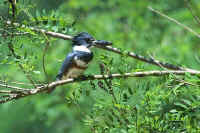 Belted Kingfisher, female