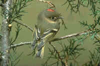 Ruby-crowned Kinglet, male