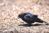 Brown-headed Cowbird, male