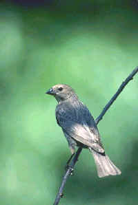 Brown-headed Cowbird, female