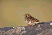 Savannah Sparrow