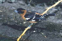 Black-headed Grosbeak, male