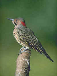 Northern Flicker