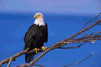 Bald Eagle