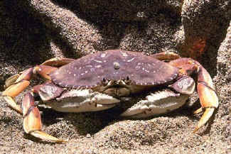 Dungeness Crab