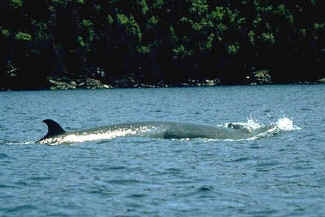 Minke Whale