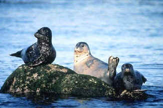 Harbor Seals