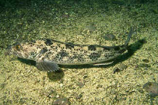 Ling Cod