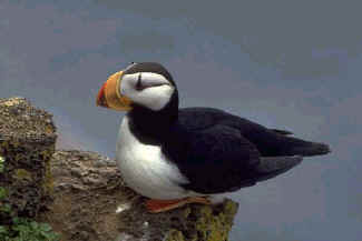 Puffin