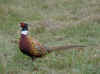 Pheasants have been reestablished in Deer Harbor.