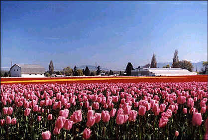 Skagit Valley tulip fields Photo by Wade Clark