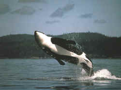 Orca Whale behavior, is so inspiring