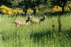 About 6000  BlackTailed Deer on Orcas Island