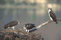 Ospreys, immature