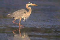 Deer Harbor Wildlife Birds