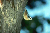 Red-breasted Nuthatch, male