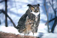 Great Horned Owl