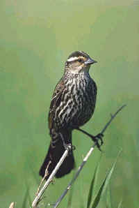 Red-winged Blackbird, female