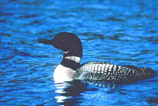 Common Loon